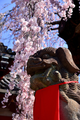 枝垂れ桜