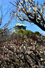 大阪城梅林