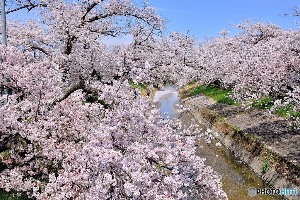 高田千本桜