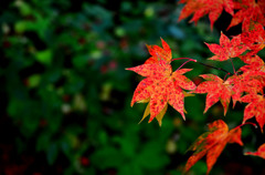 円光寺の紅葉