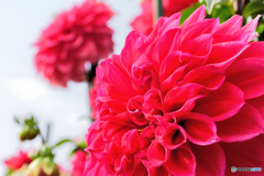 紅