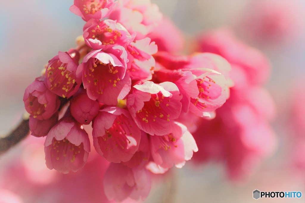寒緋桜