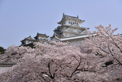 満開の姫路城