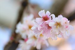 寒桜