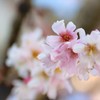 寒桜