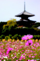 法起寺のコスモス