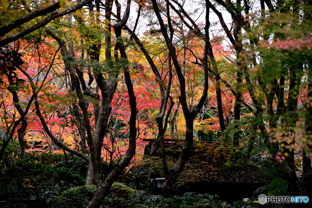 祇王寺3