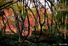 祇王寺3
