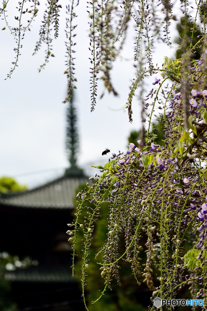 当麻寺の藤