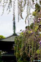 当麻寺の藤