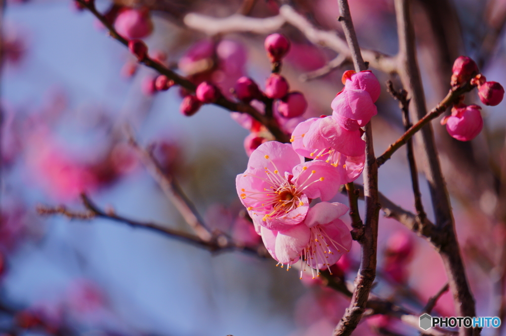 庭の梅が開花