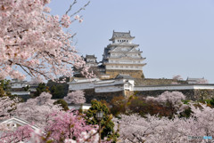 桜と姫路城