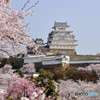 桜と姫路城