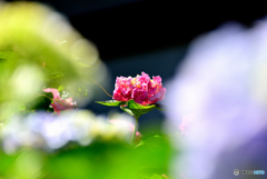 紫陽花寺・紫陽花