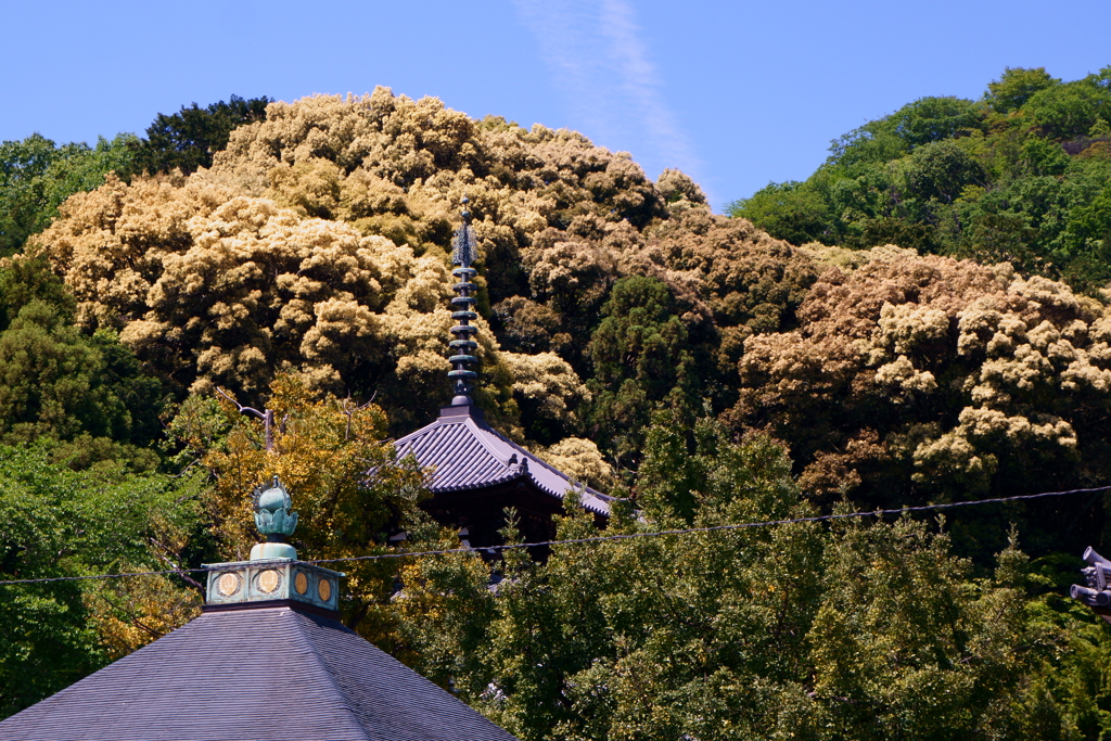 萌える山