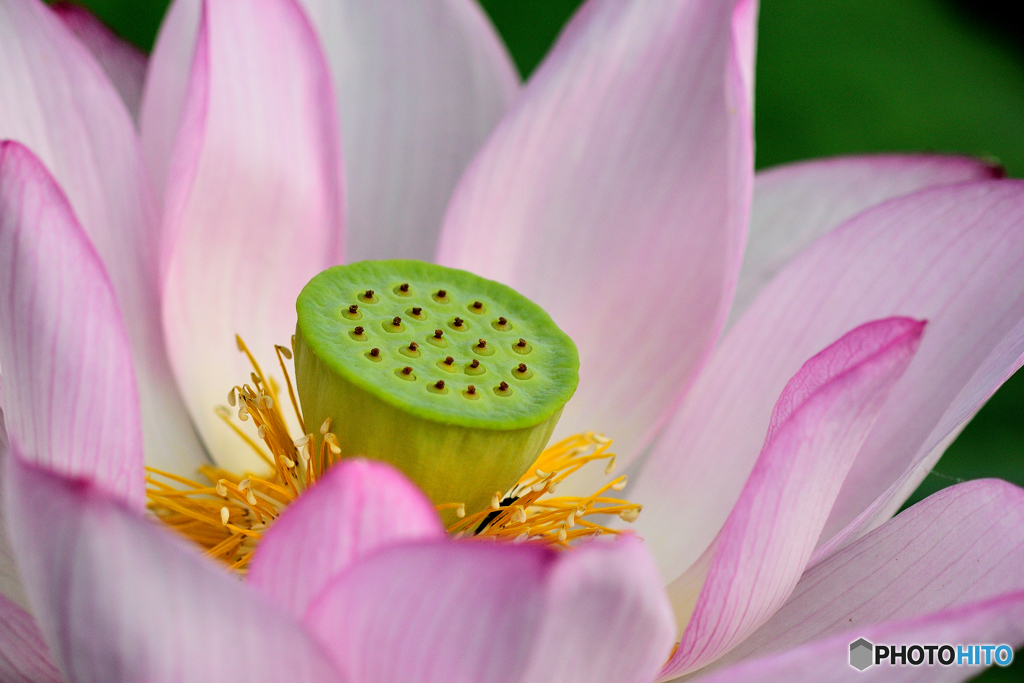 開花