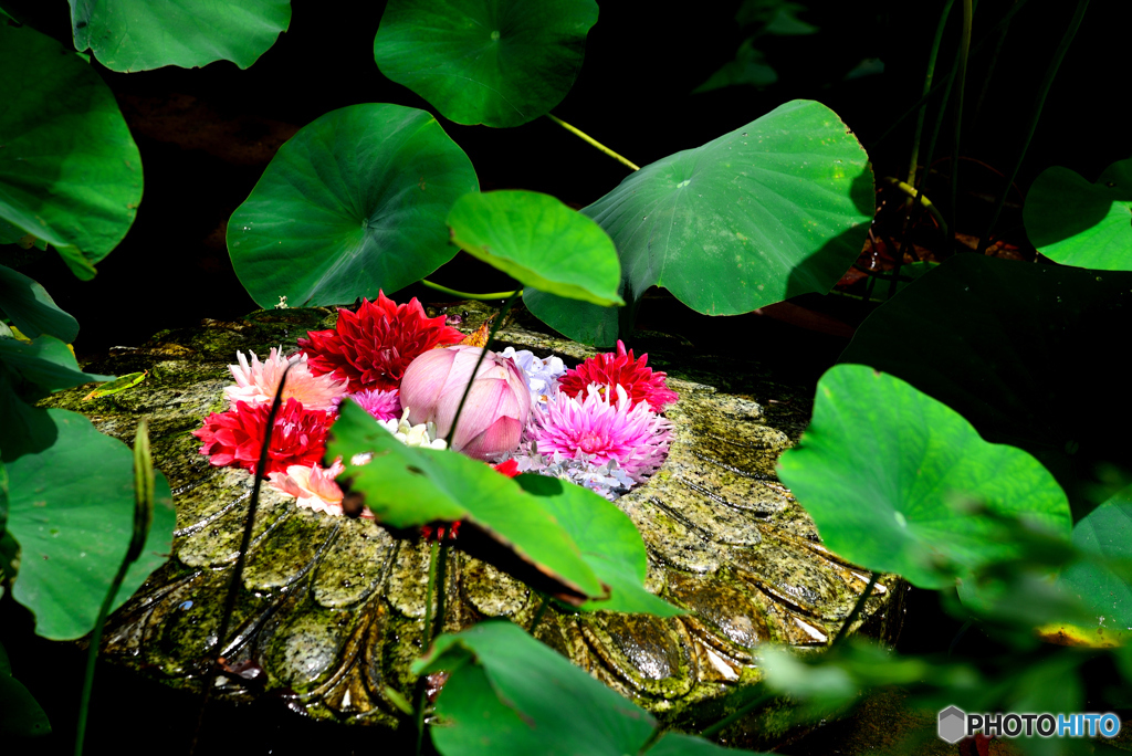岡寺の華の池