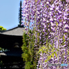 当麻寺の藤（２）