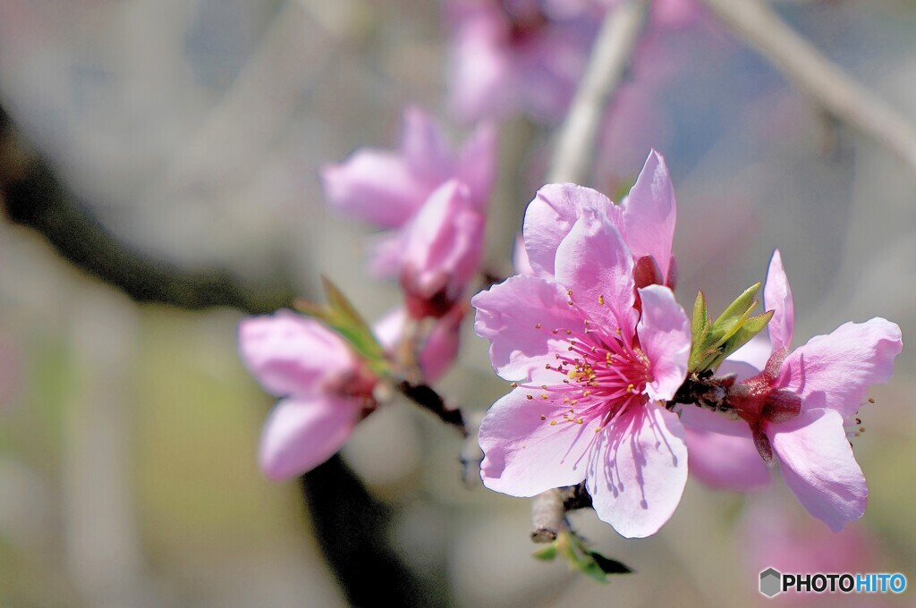 実桃の花