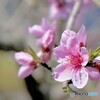 実桃の花