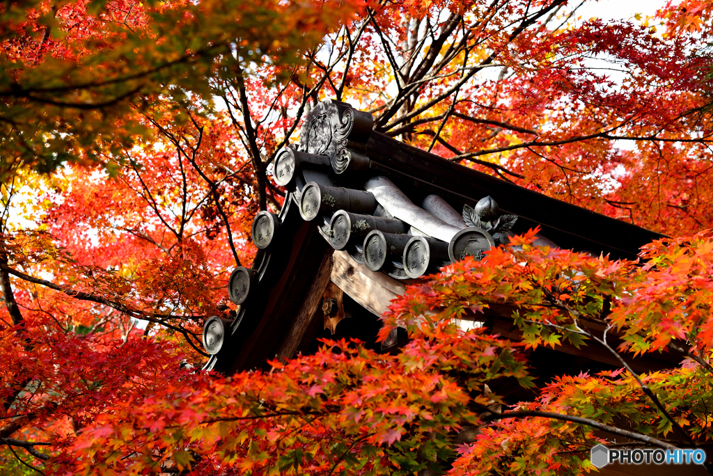 二尊院の紅葉