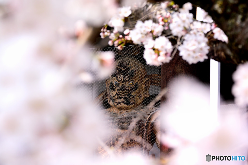 仁王様の花見