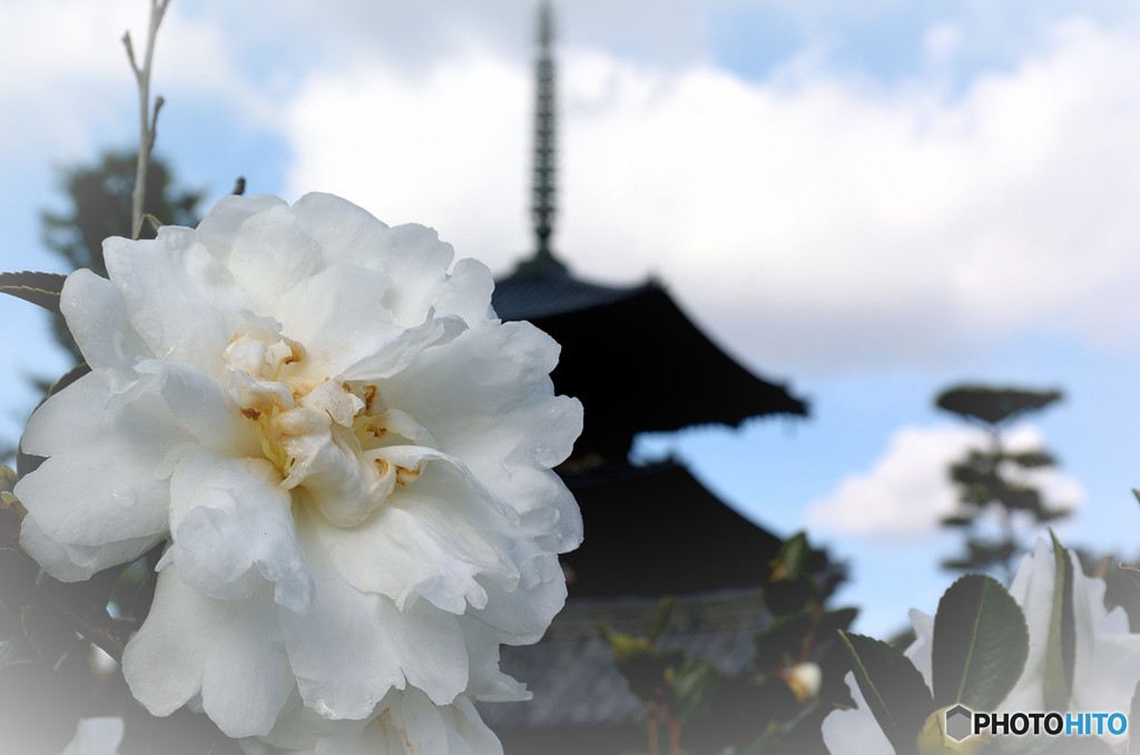山茶花