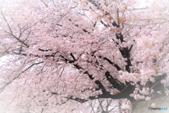 八幡・太閤堤の背割り桜（２）