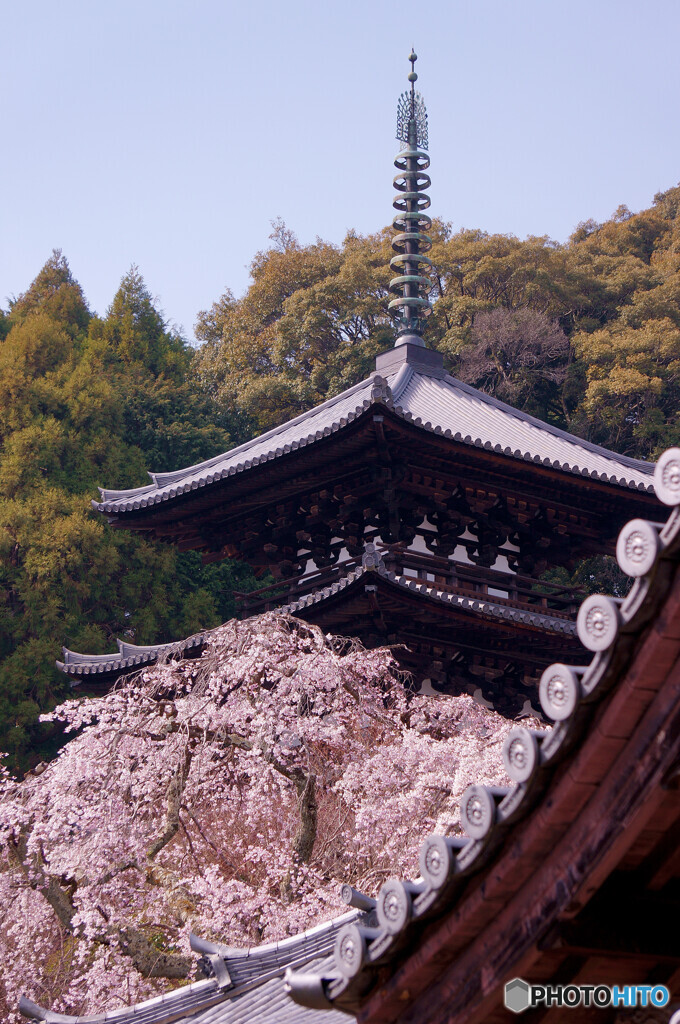 護念院の枝垂れ桜