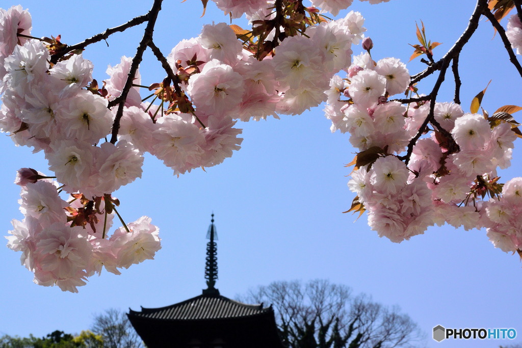 ボタン桜