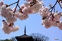 ボタン桜