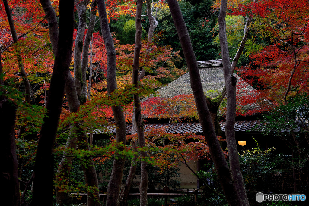祇王寺1