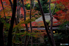 祇王寺1