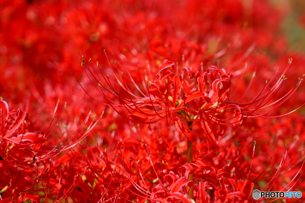 深紅