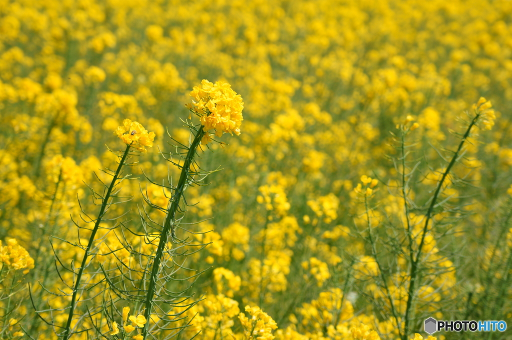 菜の花畑