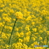 菜の花畑