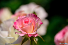 霊山寺の薔薇２