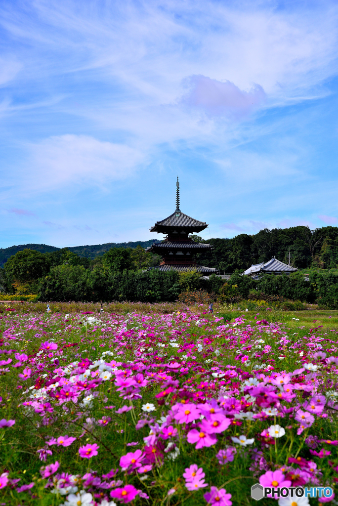 今年の法起寺