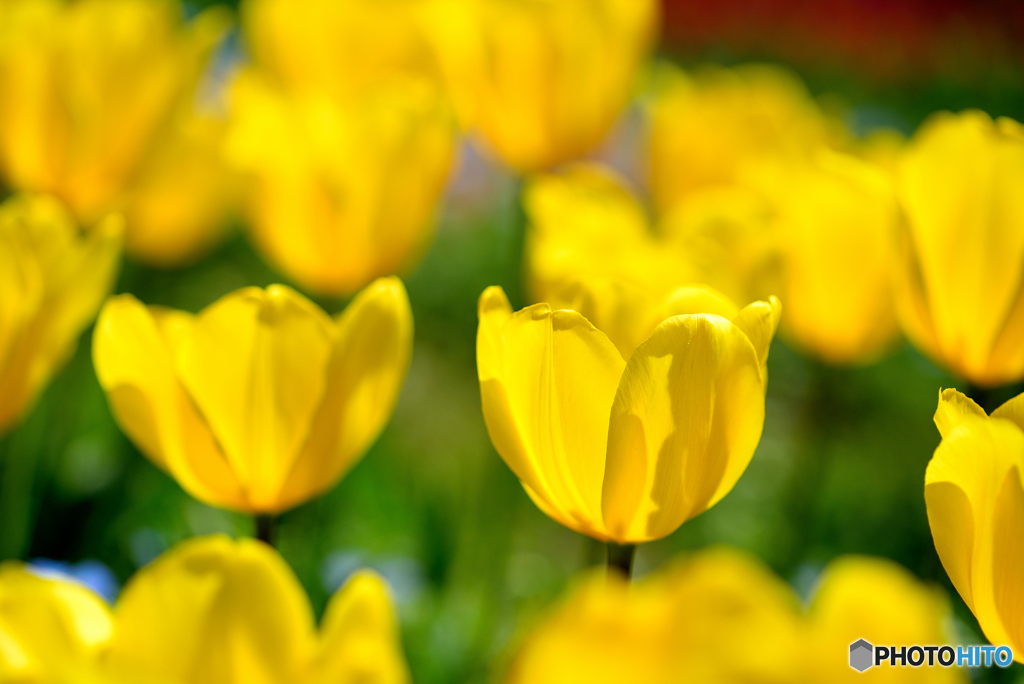 yellow tulip