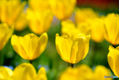 yellow tulip