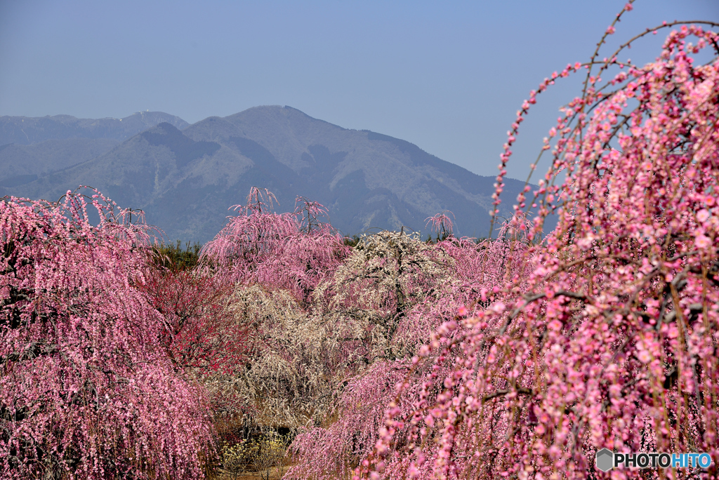 鈴鹿の森庭園（１）