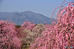 鈴鹿の森庭園（１）