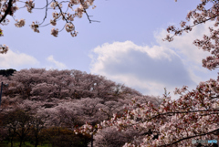 全山満開