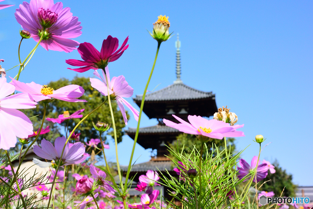 法起寺のコスモス