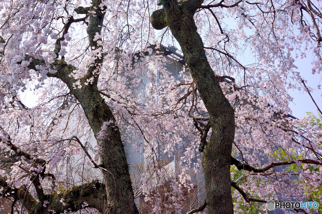 護念院の枝垂れ桜