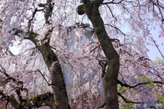 護念院の枝垂れ桜