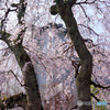 護念院の枝垂れ桜