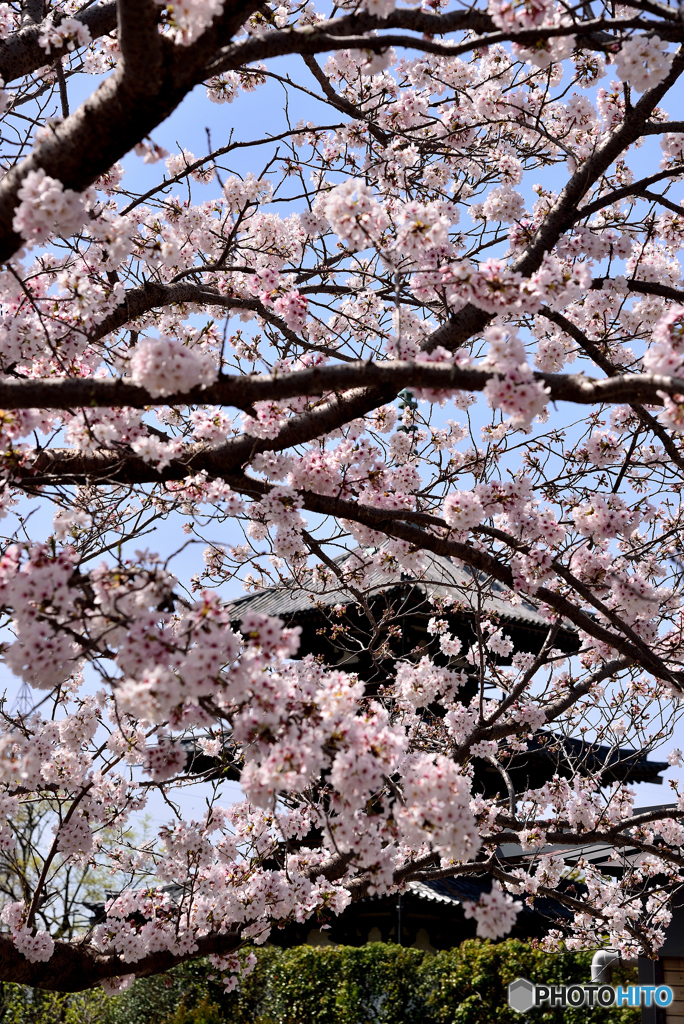 桜の法起寺