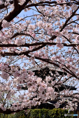 桜の法起寺