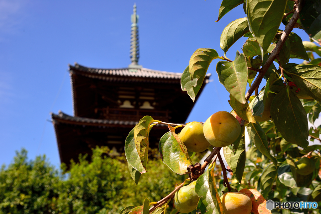 法起寺の柿